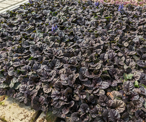 Ajuga: Plants for Europe